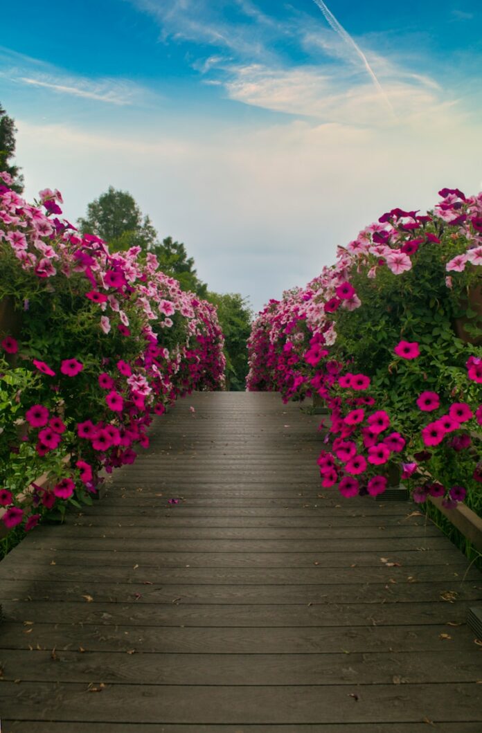 Photo by hyun-su Jung a wooden walkway lined with pink flowers under a blue sky