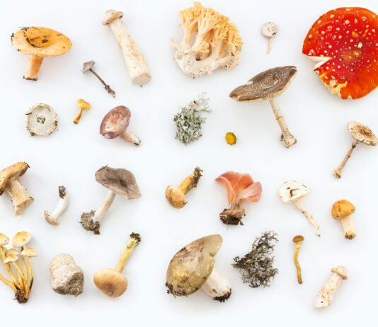 2030세대, 건강도 ‘힙’하게 챙긴다…버섯부터 명상까지 ‘MZ식 웰빙’ 열풍 white and red mushrooms and mushrooms
