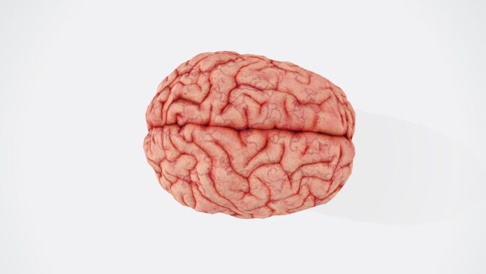Photo by BUDDHI Kumar SHRESTHA a close up of a human brain on a white background
