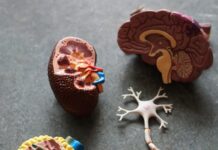 뇌건강, 작은 습관의 변화가 큰 차이를 만든다 brown human organs learning equipment