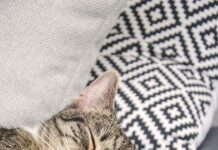 바쁜 직장인 건강, 작은 습관 혁신으로 챙긴다 brown tabby cat lying on white and black textile
