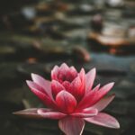 “내 몸에 맞는 대체요법, 어떻게 실생활에 적용할까?” pink and white lotus flower