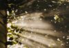 만성피로, 생활 습관 변화로 극복… “작지만 꾸준한 실천이 해답” sun rays coming through trees